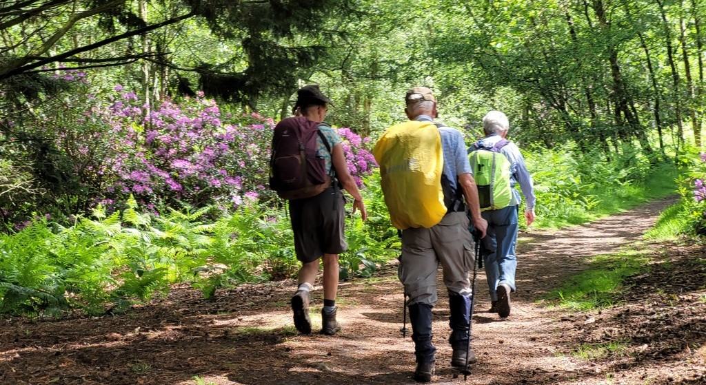 02a Walking by Folly Pond with rhododendrons